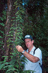 Entomologist inspects Old World climbing fern: Click here for full photo caption.