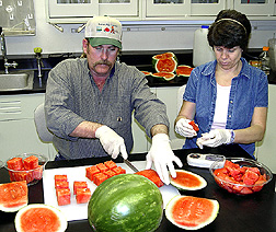 Technician prepares watermelon chunks for a study as another technician analyzes samples: Click here for full photo caption. 