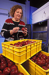 Entomologist inserts a temperature probe into an apple: Click here for full photo caption.