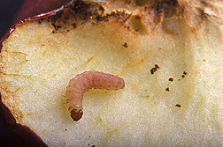 A codling moth larva crawls out of an apple it infested: Click here for photo caption.