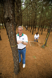Agronomist measures tree diameter while technicians measure pine straw yields from 1-meter-square grids: Click here for full photo caption.