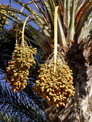 Ripening fruit of Deglet Noor, a commercial date variety commonly grown in the United States, Egypt, and other countries: Click here for photo caption.
