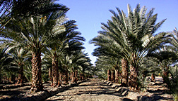 A young commercial date palm planting in California’s Coachella Valley: Click here for full photo caption.