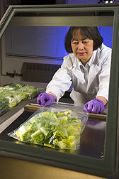 Food technologist prepares to seal romaine lettuce: Click here for full photo caption.