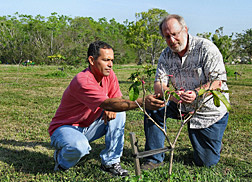 Horticulturist and geneticist evaluate a Tabebuia haemantha seedling grown from seed they collected in Puerto Rico: Click here for full photo caption.