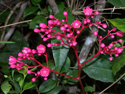 The showy pink flowers of Simarouba tulae, the aceitillo tree: Click here for photo caption.