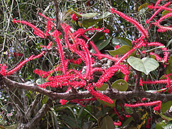 Coccoloba sintenisii is related to the native Florida sea grape but has showy red flowers and fruits: Click here for photo caption.
