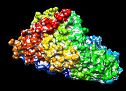 Powerful molecular-modeling software allows researchers to visualize the phytase molecure in various ways: Click here for full photo caption.