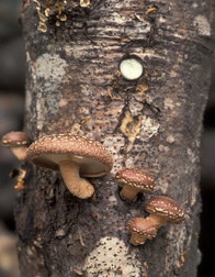 Shiitake mushrooms: Click here for photo caption.