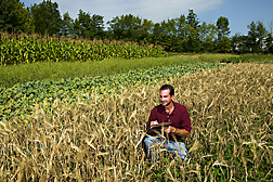Soil scientist examines a research plot of barley interseeded with red clover: Click here for full photo caption.