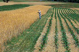 Plant physiologist records data on weeds growing in a ripening organic wheat field: Click here for full photo caption.