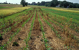 Corn growing in a no-till field after “burning” down existing vegetation with herbicides: Click here for photo caption.