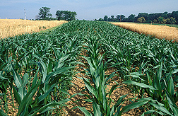 Corn growing in a conventionally tilled plot: Click here for photo caption.