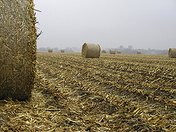 Bales of corn stover collected from a REAP experiment near York, Nebraska: Click here for full photo caption.