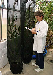ARS technician measures growth of Arundo donax plants exposed to the Tetramesa romana wasp (left enclosure) and plants not exposed (right enclosure): Click here for full photo caption.