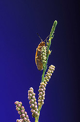 Adult Diorhabda elongata leafbeetle (about a quarter-inch long) on saltcedar flowerbuds: Click here for photo caption.
