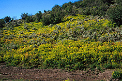 Leafy spurge overtaking a hillside in Colorado: Click here for photo caption.