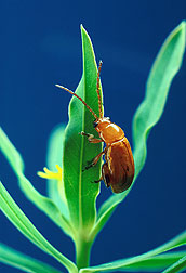 Aphthona flava flea beetle feeding on leafy spurge: Click here for photo caption.