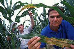 ARS plant pathologist (right) and maize geneticist/breeder (North Carolina State University) inspect different maize varieties for resistance to southern leaf blight infection: Click here for full photo caption.