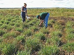 Physical science technician (right) and former biological aid collect soil samples under Russian wildrye in Mandan, North Dakota: Click here for full photo caption.