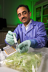A microbiologist withdraws a gas sample from bagged lettuce stored under modified atmosphere packaging in a film that restricts oxygen transmission: Click here for full photo caption.