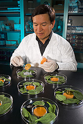 A collaborating researcher from the University of California-Davis places an antimicrobial edible film into a small dish within a larger dish of spinach leaves inoculated with E. coli O157:H7: Click here for full photo caption.