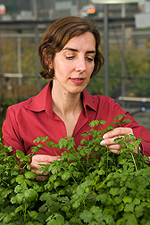 In a greenhouse, a microbiologist examines cilantro that she uses as a model plant to investigate the behavior of foodborne pathogens on leaf surfaces: Click here for full photo caption.