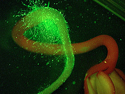 Listeria monocytogenes on this radish sprout shows up as green fluorescence: Click here for full photo caption.