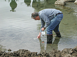 Geneticist collects a sediment sample to test for E. coli O157:H7: Click here for full photo caption.
