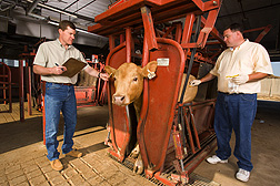 Acting research leader records a cow’s identification number while food technologist uses a moist sponge to obtain a microbe sample from the cow’s hide: Click here for full photo caption.