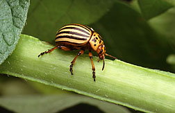 Colorado potato beetle: Click here for photo caption.