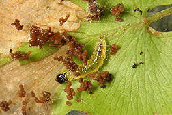 Neo caterpillar feeding on a leaflet of L. microphyllum: Click here for photo caption.