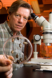 Entomologist prepares to use a confocal microscope to locate and identify the area from which the brown marmorated stink bug produces pheromone: Click here for full photo caption.