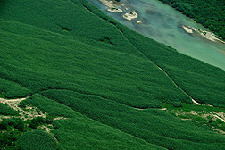 Aerial view of Arundo near Eagle Pass, Texas, along the Rio Grande: Click here for photo caption.