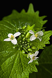 Close-up of garlic mustard, a pretty but problematic invader of temperate forests in North America: Click here for photo caption.