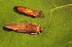 Adult female banana moth (bottom), about one-half inch long, and a pupal case from which it emerged: Click here for photo caption.