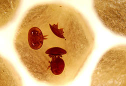 Close-up of Varroa mites in the bottom of a brood cell. Link to photo information