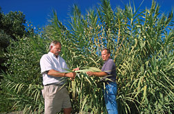 In northern California, technician (left) and ecologist collect a leaf sample from giant reed (Arundo donax): Click here for full photo caption.