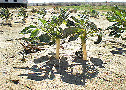 One can see the dramatic amount of soil loss; over 3 inches of the potato stem including roots were exposed after a 2010 dust storm in southeastern Washington State: Click here for photo caption.