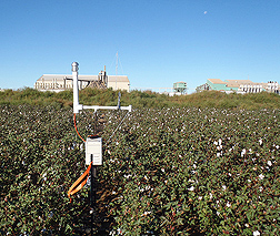 ARS scientists measure the levels of PM2.5 and PM10 in the air outside a cotton gin by surrounding the gin with 126 ambient air samplers, such as this one located in a cotton field near a cotton gin in west Texas: Click here for photo caption.