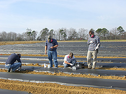 In a fumigated, tarped field in Tifton, Georgia, (left to right) horticulturist, plant pathologist, and technicians collect soil and air samples for analysis of chemical fumigants: Click here for full photo caption.
