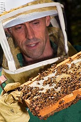In Beltsville, Maryland, ARS entomologist Jay Evans inspects a comb of honey bees for signs of mites and brood disease: Click here for photo caption.