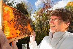 Entomologist Jeff Pettis inspects honey bee combs at Beltsville, Maryland, for disease: Click here for full photo caption.