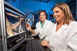 Plant pathologist Sally Stetina (left) and technician Kristi Jordan examine cotton roots with a microscope to determine the level of infection by reniform nematode: Click here for full photo caption.