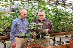 Agronomist Jack McCarty (left) and geneticist Johnie Jenkins study one of the cotton lines that resist root-knot nematode: Click here for full photo caption.
