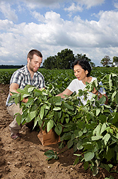 Tara VanToai, retired ARS plant physiologist, and Thomas Doohan, a student at Ohio State University, collect soybean plants and root samples to analyze them for response to flooding stress: Click here for photo caption.