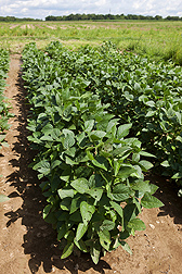 Soybean plants that were not flooded: Click here for photo caption.