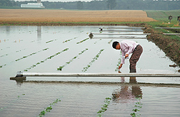 Ohio State University scientist Liming Chen examines flooded soybean plants: Click here for photo caption.