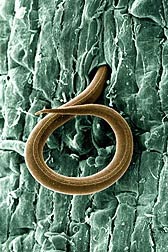 A juvenile root-knot nematode, Meloidogyne incognita, penetrates a tomato root: Click here for full photo caption.