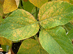 Soybean leaf infected with rust disease: Click here for photo caption.